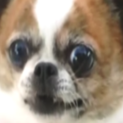 dog Roblox decal