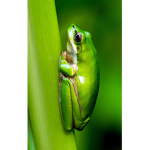 Frog group leader