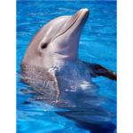 SuperDolphinPeople of Roblox