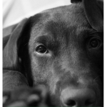 DOGGIE GROUP DOGGO FANS ONLY