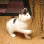 •Mika Lè Cat•