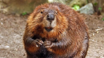 Beavers are smart
