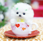 Puppy group..
