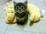 sillikitties