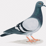 #PigeonNation