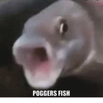 Team Pogs