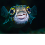 Epic Fish Clan