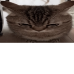 dogies and roblox