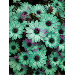 ✿ Pretty Flower ✿