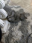Coco_ bear
