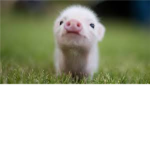 Piggy.Ink Theater