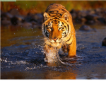 Save The Tigers!!
