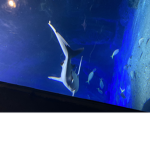 Dream Sharks