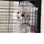 Doggy are cute123