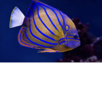 The Fishy Group!! :D