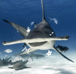 Shark star!