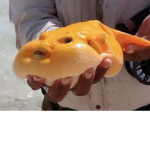 Pufferfosh