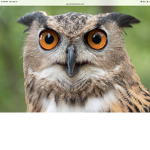 Owls united!!!!!
