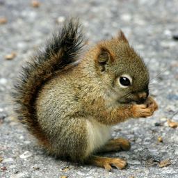 Squirrel City