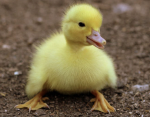 :) Ducky Group :)