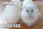 team_Hamster!