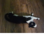 Happy_cats