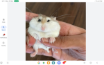 Chubby hamsters lovers