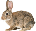 The Bunny Wabbits