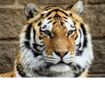 Save The Tigers! :)