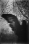 "Darkened"