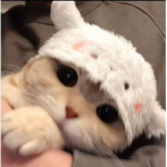 •$KITTY$•