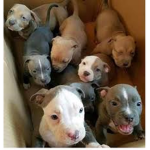 Pitbulls rule