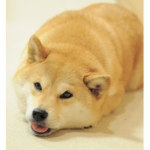 TheDogeArmy12357