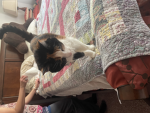 I love cats if you do too just join this group