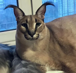 Zae's Fox club