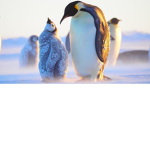 Penguin squad !’