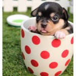 Dogs type