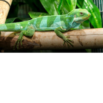 Iguana