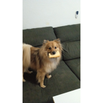 Grupo de los perros