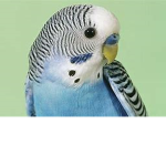 Budgie Bois