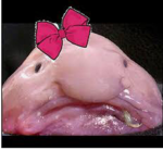 Blob fish official