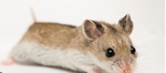 cult of hamster lovers