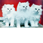 Super Super cute cat