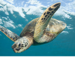 Emergency Turtles