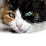 Feline Cult