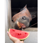 Sweet watermelons! <3