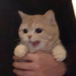 lil kittens ୨୧