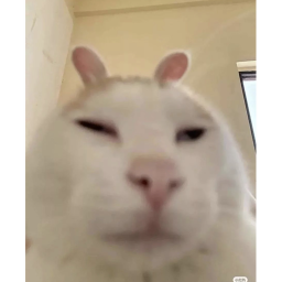 40%