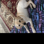 Rest in Peace Roseford County