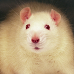 Rat Faction